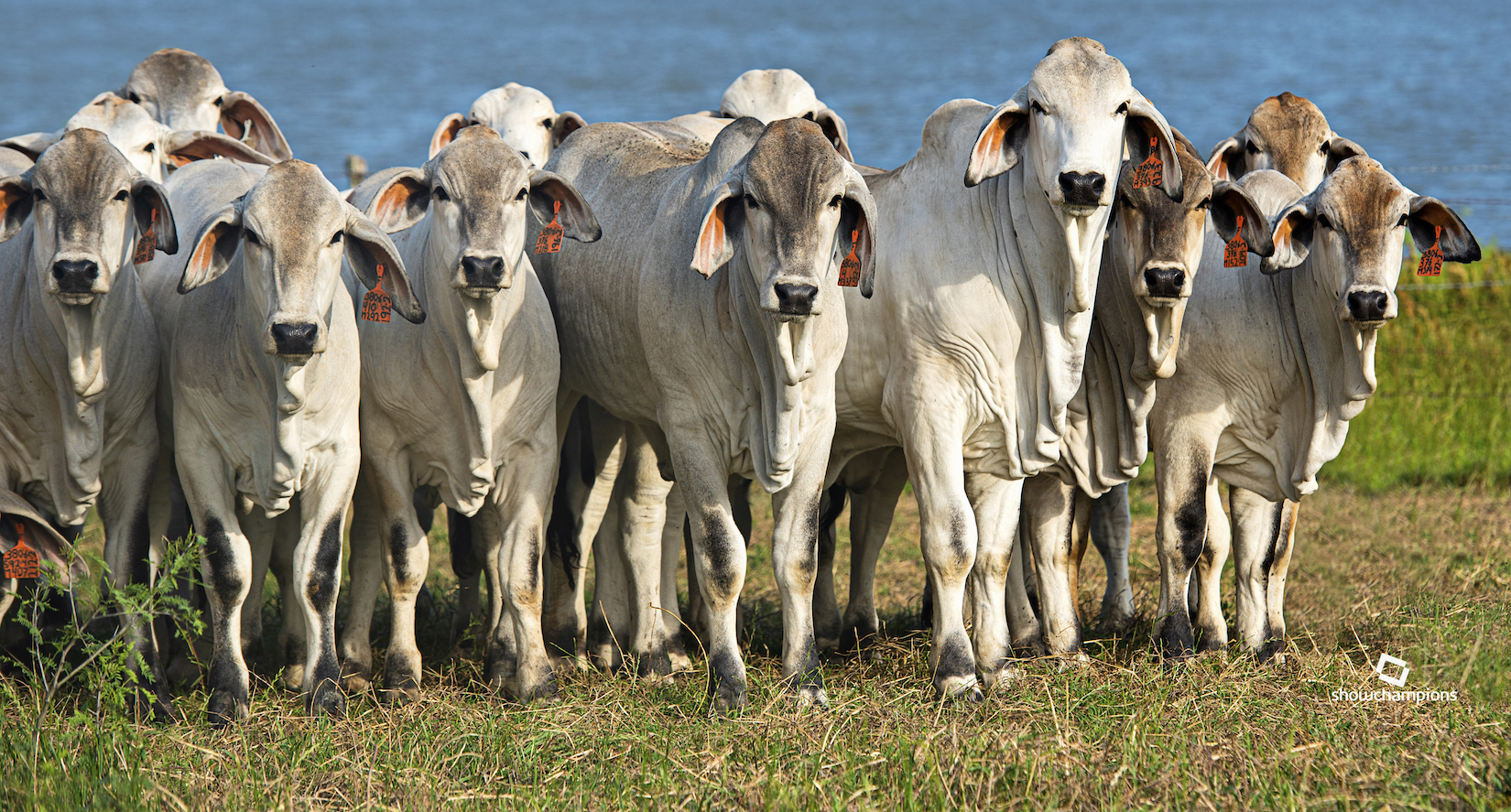 Brahman Cattle