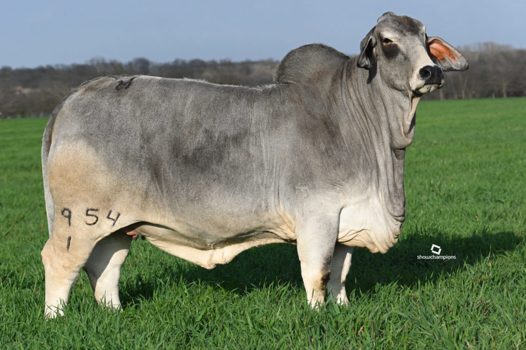 gray brahman cattle for sale texas