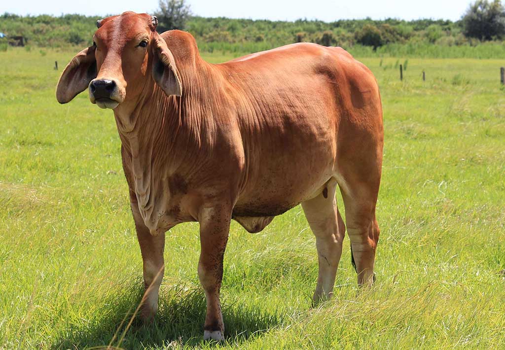 Brahman Cattle for Sale, Florida Visit our site Moreno Ranches
