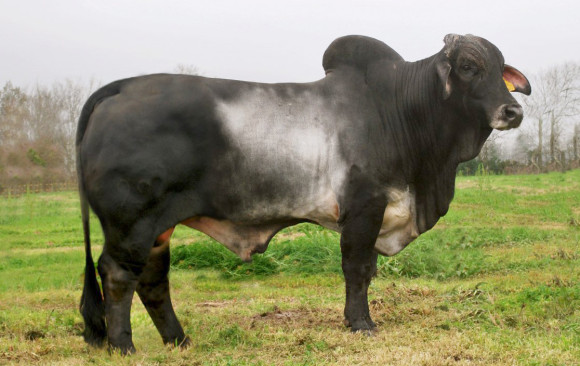 Gray Brahman Sire Bulls For Sale - Superior Cattle Stock