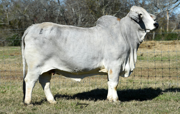 Females - Quality Brahman Female Cattle - Moreno Ranches