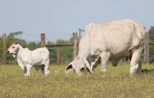 Brahman Cattle for Sale Texas