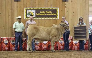 Brahman Show Cattle for Sale in Florida