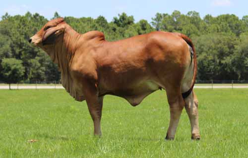 Brahman Heifers for Sale in Florida