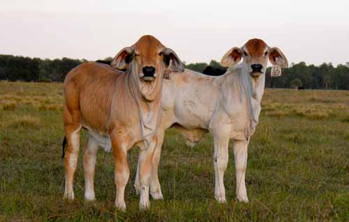 Brahman embryos for sale in Texas