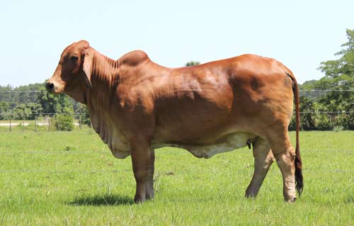 Red Brahman Cattle For Sale In Florida Buy Sires Juniors Females