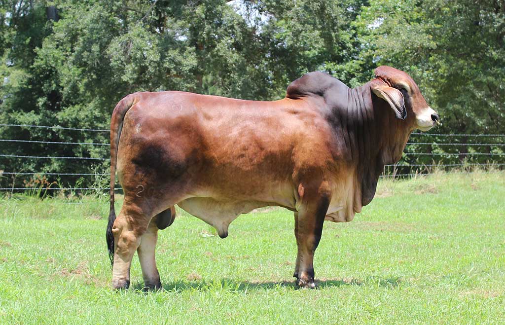 Red Brahman Cattle for Sale: Some History - Moreno Ranches