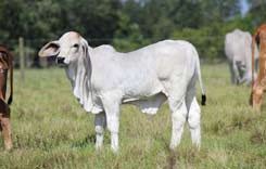 Brahman Calves for Sale
