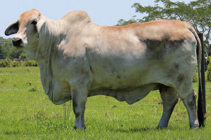 Why Buying American Brahman Cattle is a Smart Choice - Moreno Ranches