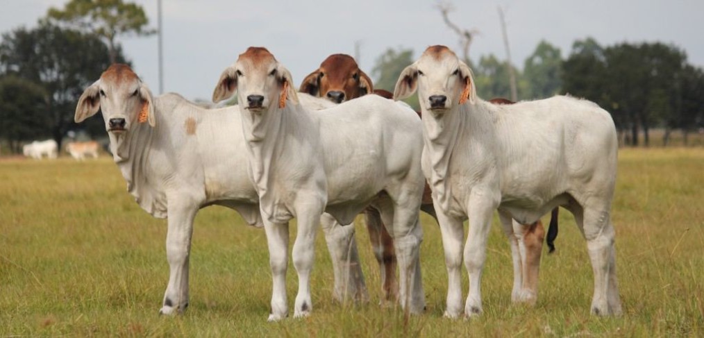 raising brahman cattle