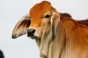 Brahman Show Cattle