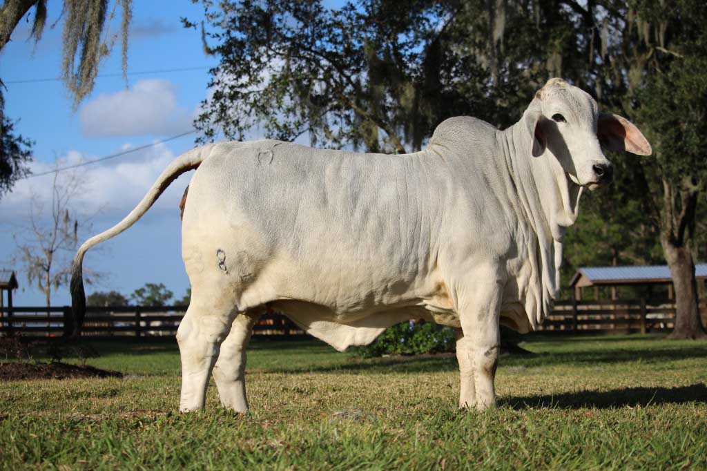 MORENO MS. POLLED PAULET (P) 382