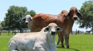 Polled Brahman Cattle for Sale: Superior Genetics at Work - Moreno Ranches