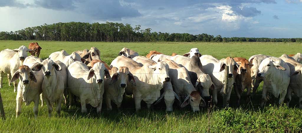 Red and Grey Brahman Cattle