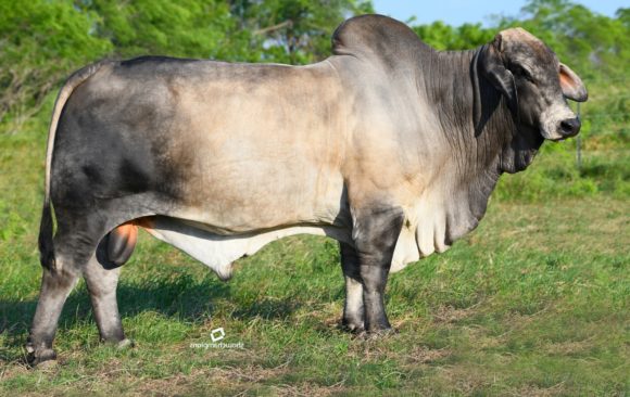 Gray Brahman Sire Bulls For Sale - Superior Cattle Stock