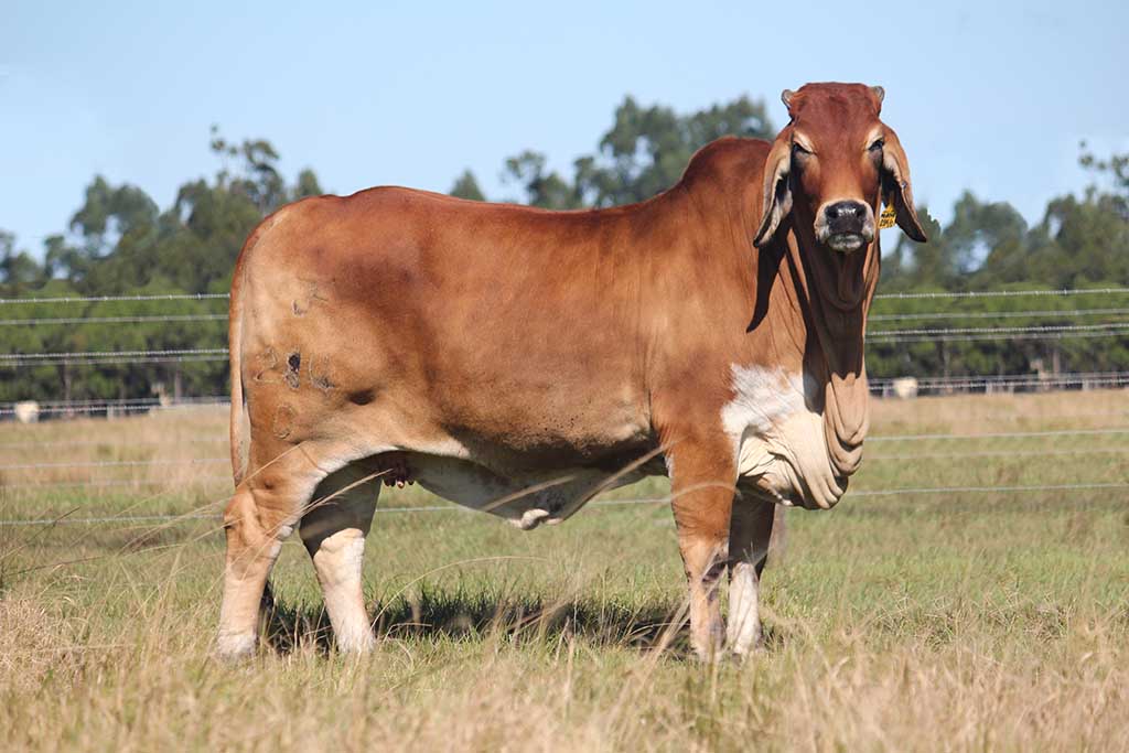 Brahman Cattle for Sale Are Seeing Increased Demand in ...