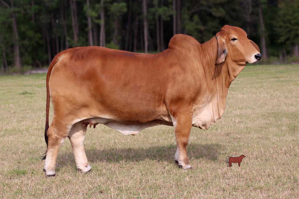 Red Brahman Cattle