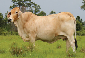 Red and gray Brahman bulls