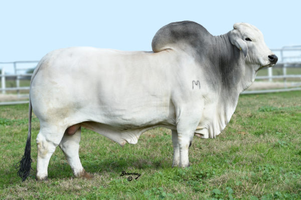 Gray Brahman Show Cattle For Sale, No Extra Charge for Great Personality