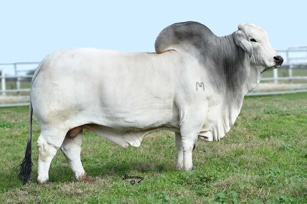 Gray Brahman Show Cattle For Sale