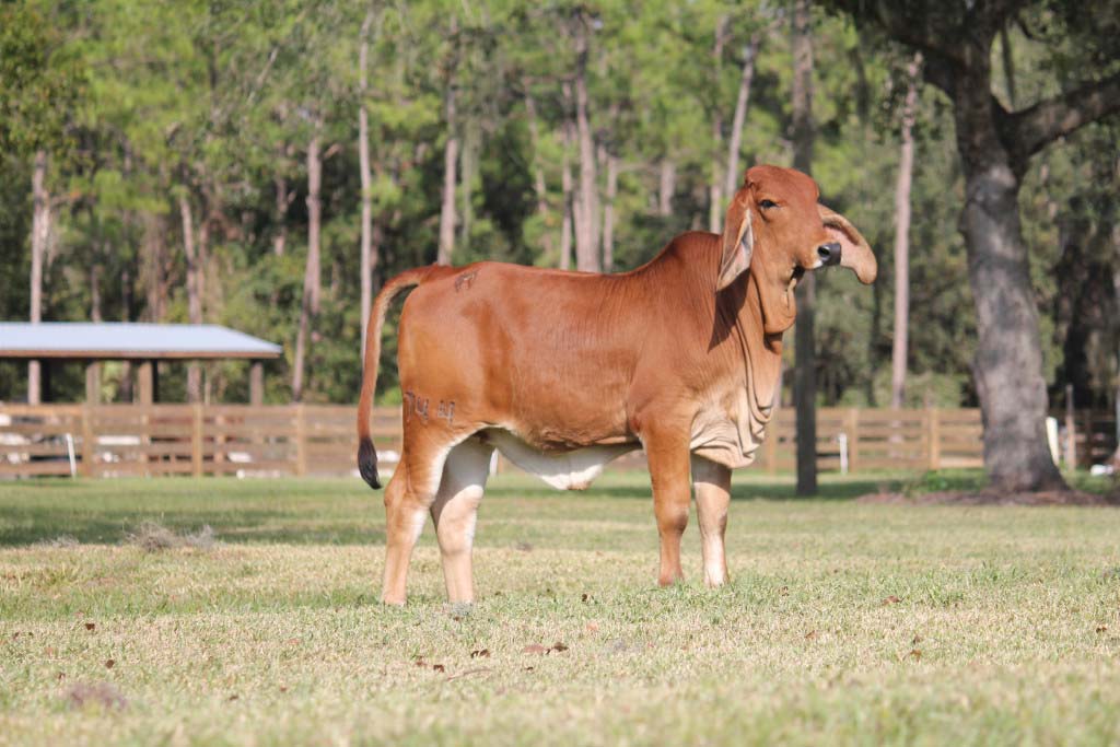 Brahman Cattle For Sale Details Of The 12 Days Of Christmas Event   33 744 1024x683 