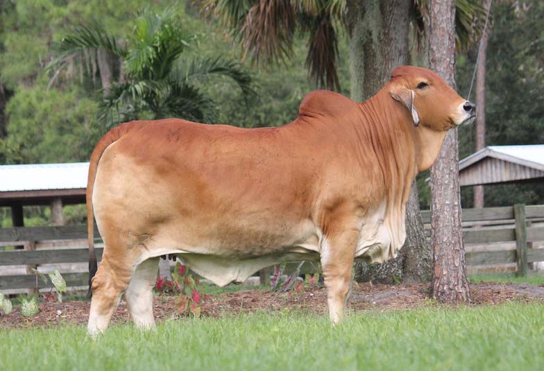 Brahman Cattle for sale
