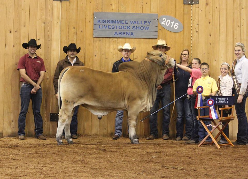 A Cattleman’s Tradition: Showing off the Best in Brahman Show Cattle
