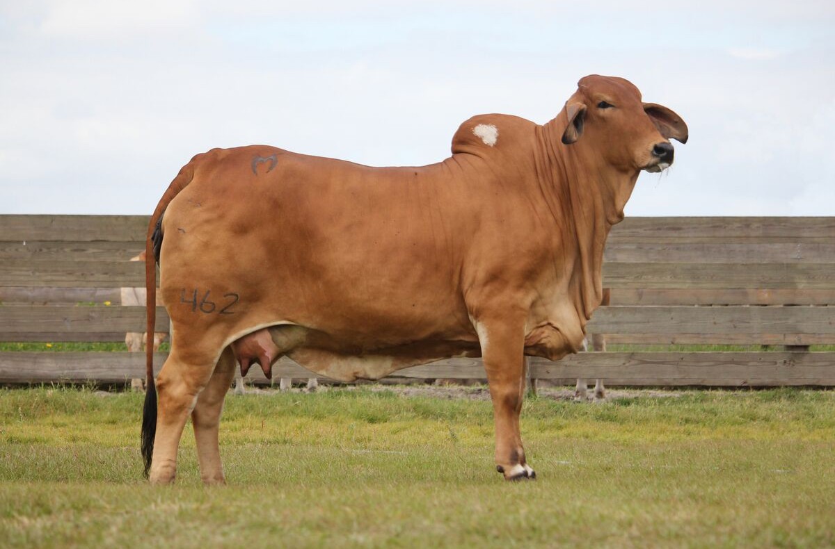 Registered Brahman Heifers Cattle for Sale