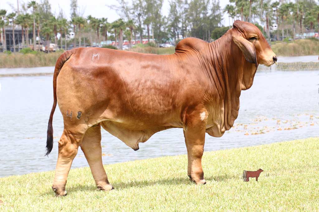 Brahman Bulls for Sale