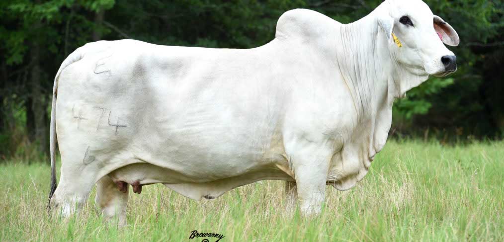 Brahman Semen for Sale and Export