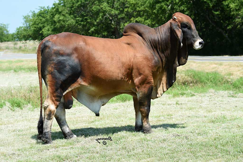 Brahman Bulls for Sale