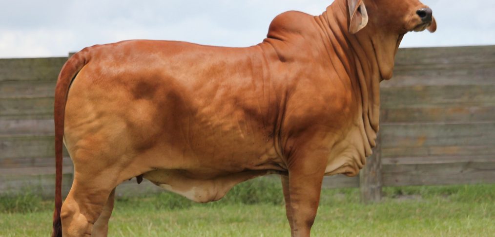 Brahman Cattle for Sale