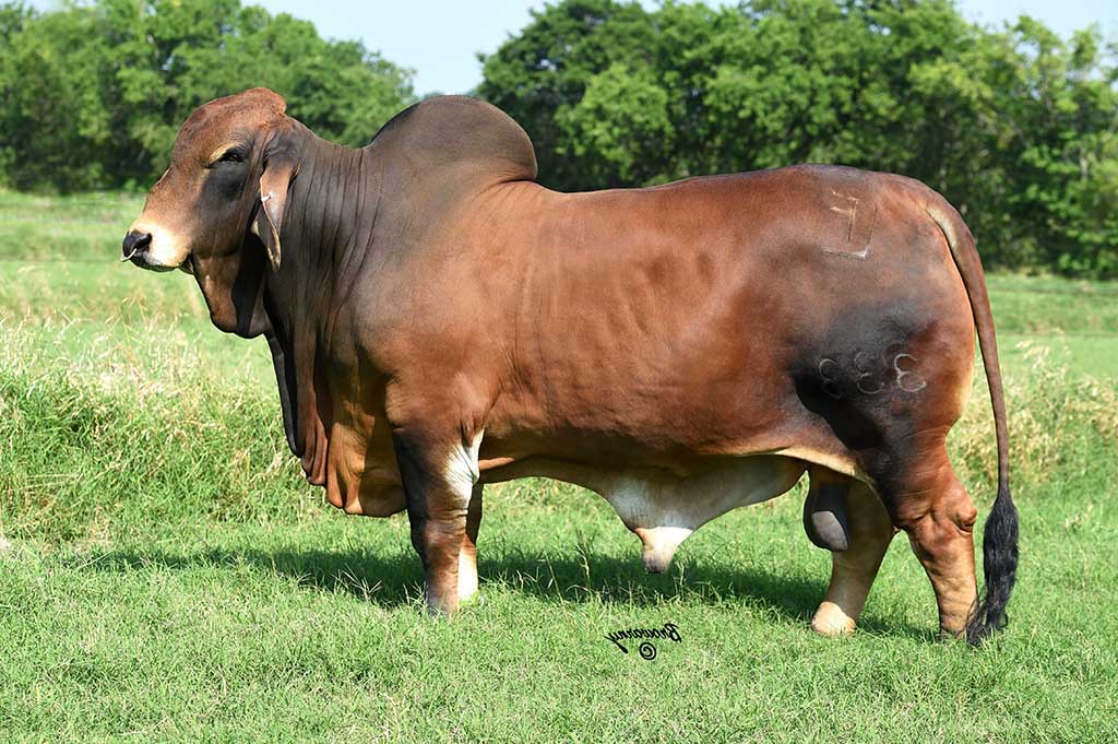 Why Use Moreno Ranches as Your Brahman Bulls Supplier? - Moreno Ranches