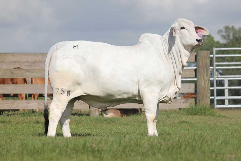 Polled Brahman Cattle for Sale