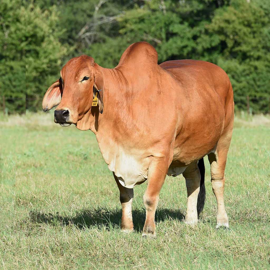 Brahman Cattle for Sale in Texas