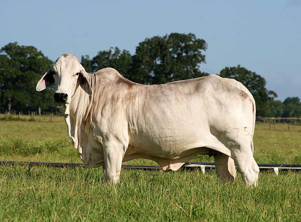 Best American Brahman Cattle Of The Highest Quality With Superior ...