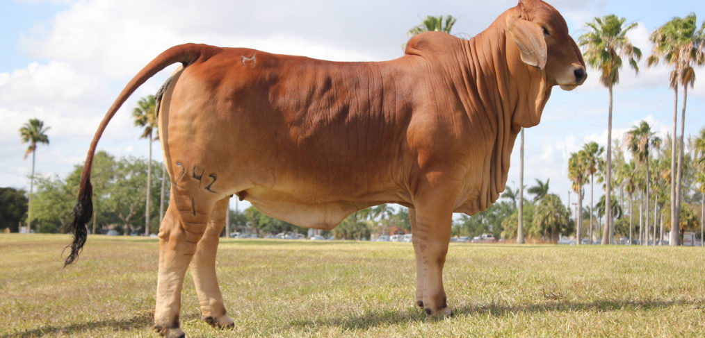 Brahman Cattle