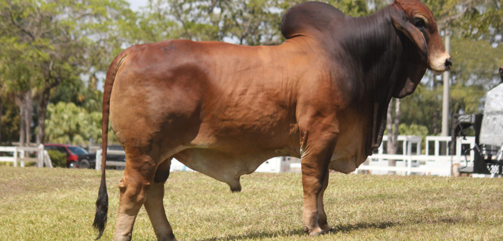 Brahman Cattle For Sale In Brits - redi.jpg / Please whatapp me at 0616844367. - Amazing Quotes
