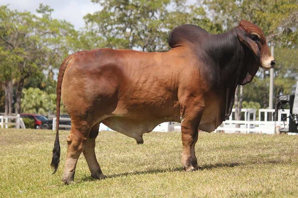 Brahman Cattle for Sale, Texas
