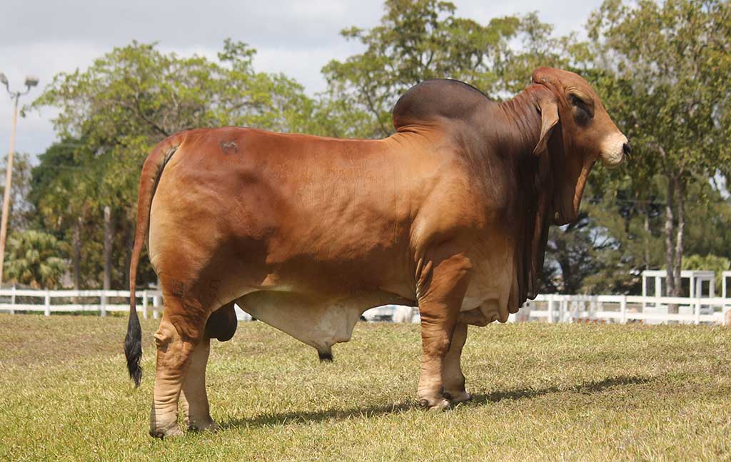 Brahman Bull for Sale