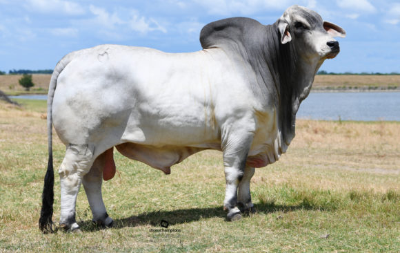 MORENO MR. POLLED KYROS 571