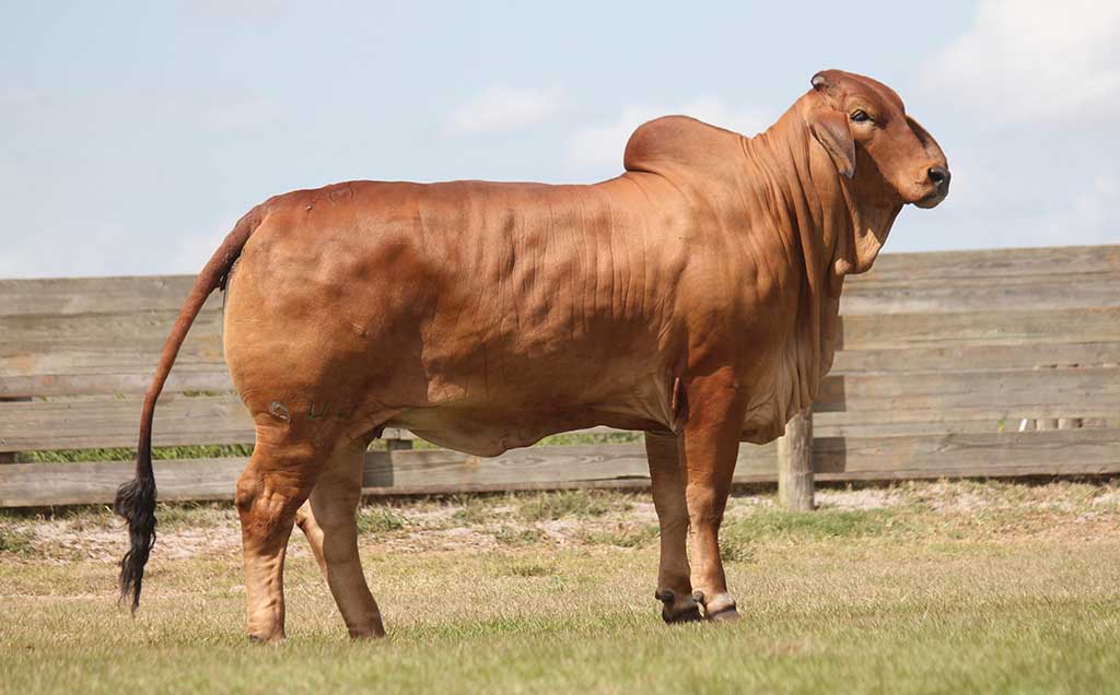 Brahman Cattle for Sale