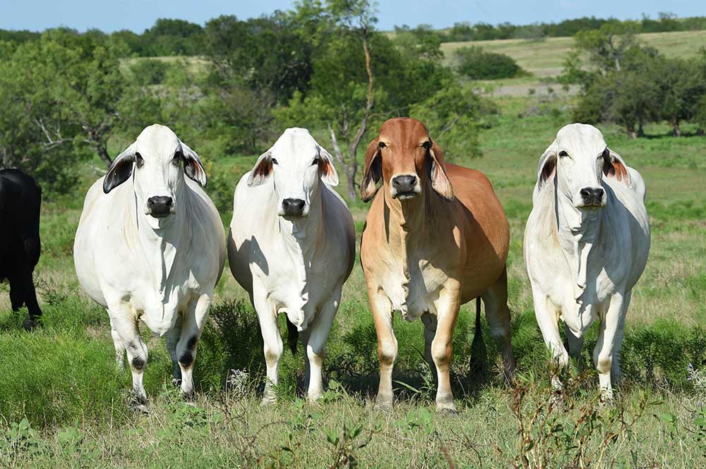 Brahman Cattle Shows