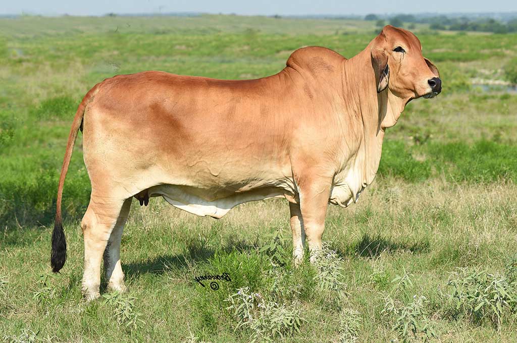 Red Brahman Cattle for Sale