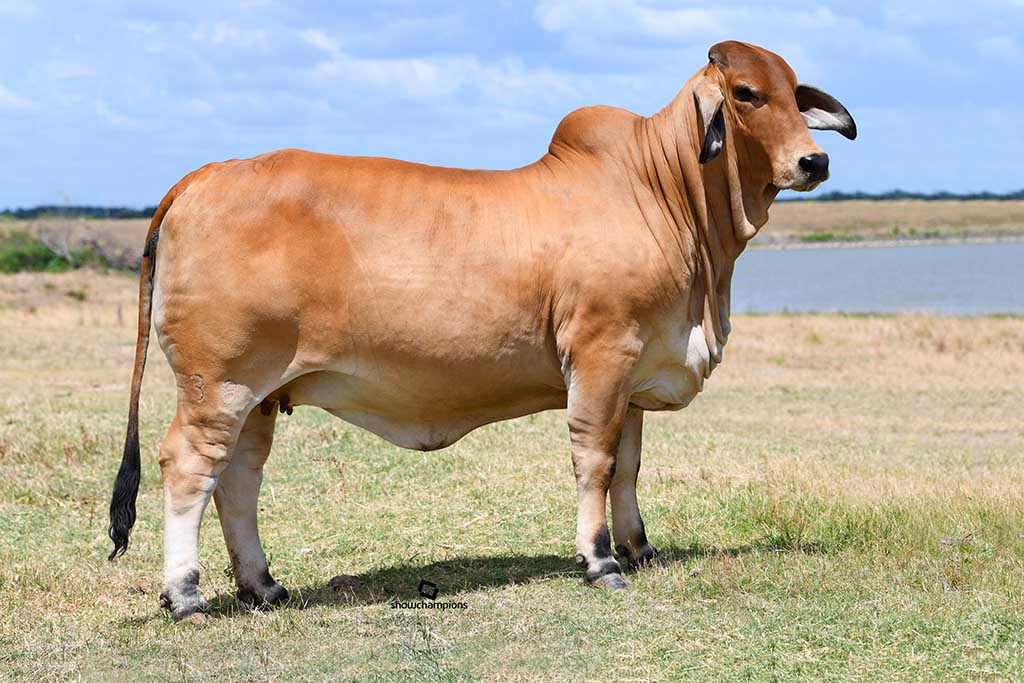 Why Brahman Cattle? - Moreno Ranches