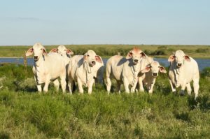 Brahman Cattle for Sale Texas