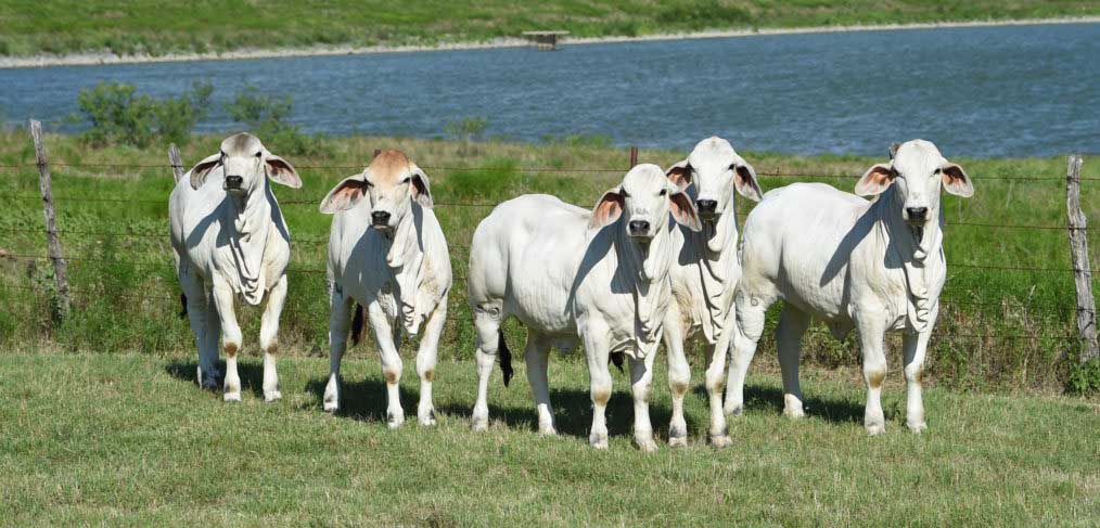 Brahman Semen for Sale