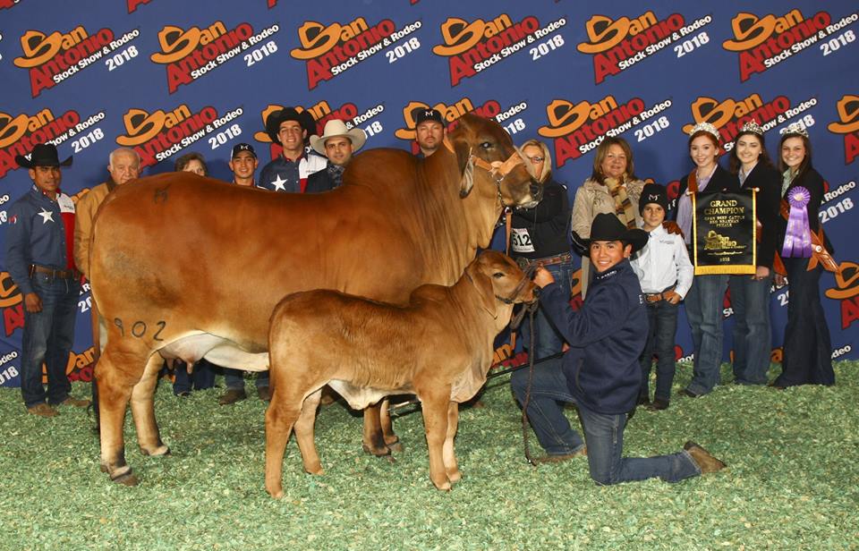 Brahman Cattle for Sale in Texas