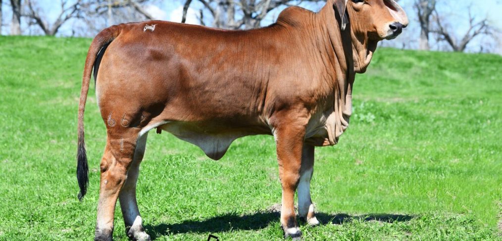 Moreno Ranches, Top Brahman Cattle Producer, Announces ...