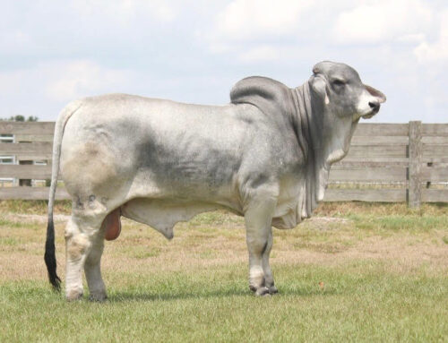 Moreno Ranches, the Top Brahman Cattle Breeder in Florida, Announces Major Wins at Miami International Agricultural & Cattle Show